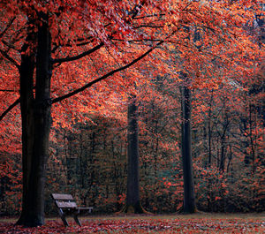 Trees in forest during autumn