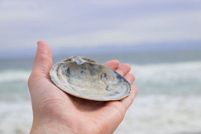 Cropped hand holding seashell