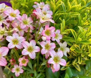 High angle view of pink flowering plants