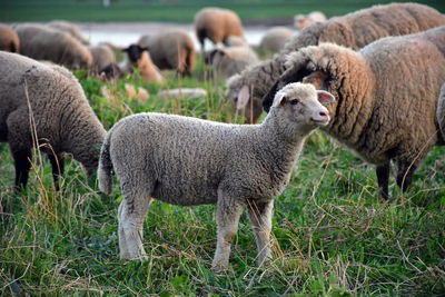 Sheep in a field