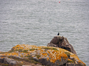 Bird perching on rock by sea