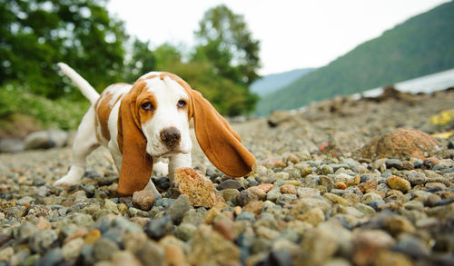 Portrait of basset hound dog walking on stones
