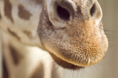 Close-up of a dog