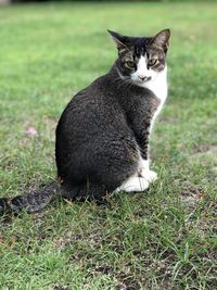 Cat sitting on grass