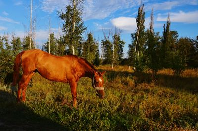 Horse standing in a field