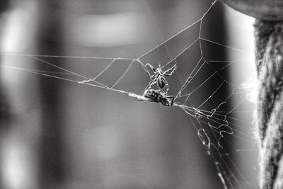 Close-up of spider on web