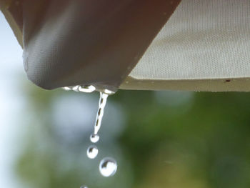 Close-up of water drops on plant