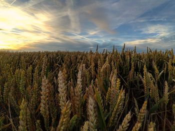 Close-up of wheat field against sky at sunset