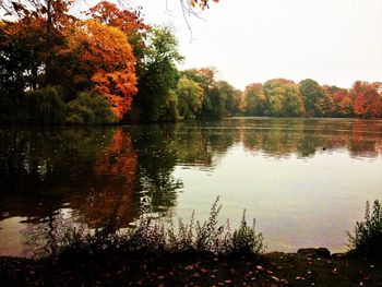 Reflection of trees in water