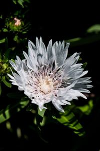 Close-up of white flowers