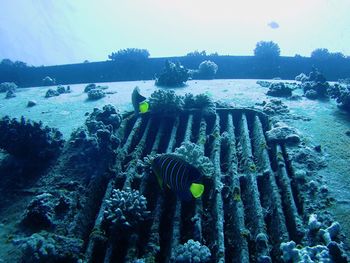 Close-up of coral swimming in sea