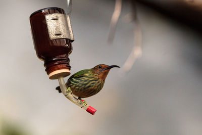 Close-up of bird perching