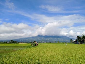 Panoramic of paddy fields in the sunny morning in cinagara village, bogor, indonesia