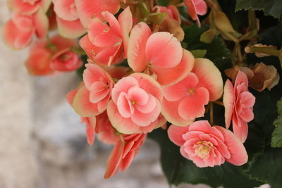 Close-up of pink flowers blooming outdoors