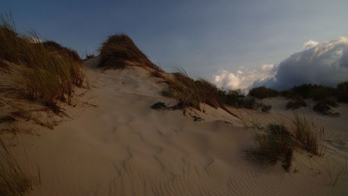 Grass on sandy field against sky