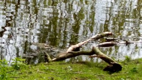 Tree trunk in forest