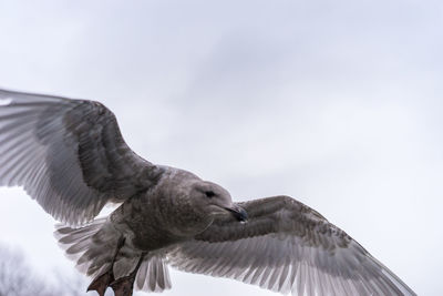 Low angle view of seagull flying against sky