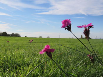 Close-up of pink flowering plants on field against sky
