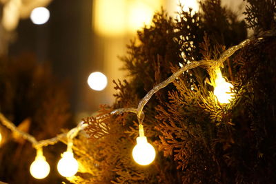 Close-up of illuminated christmas tree at night