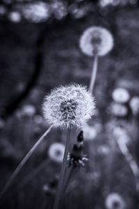 Close-up of dandelion flower