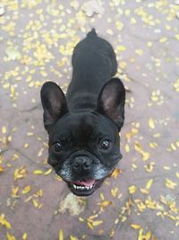 Portrait of dog at park