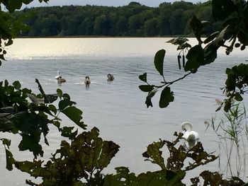 Ducks floating on lake