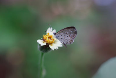 Close-up of butterfly pollinating on flower