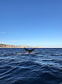 View of whale swimming in sea against clear blue sky