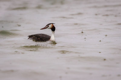 Duck swimming in a lake