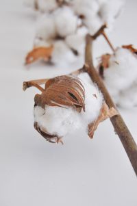 Close-up of cotton plant