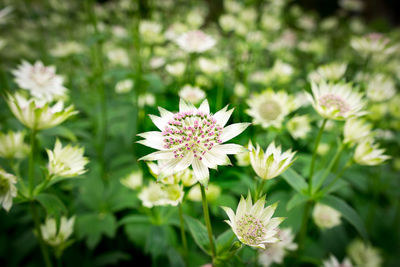 Close-up of white flowers