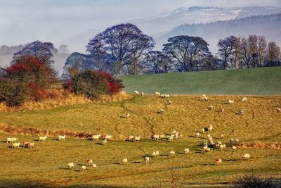 Swaledale sheep near the leeds and liverpool canal, bank newton. rylstone moor on the horizon.