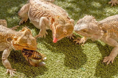 Close-up of lizards