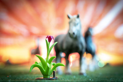 Close-up of horse on field