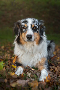 Portrait of dog on field