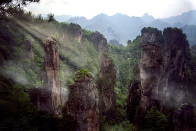 Scenic view of china forests