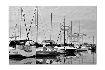 Sailboats moored in harbor