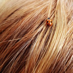 Close-up of ladybug on leaf