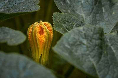 Close-up of orange flowering plant leaves