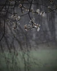 Bare branches against sky