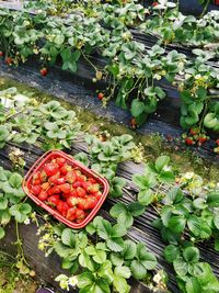 High angle view of plants