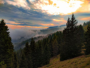 Scenic view of pine trees against sky during sunset