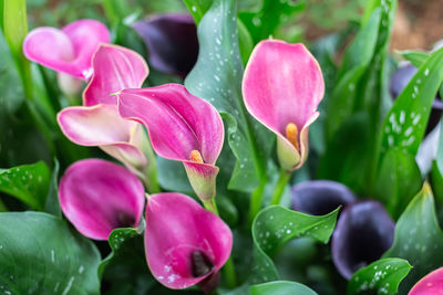 Close-up of pink tulips