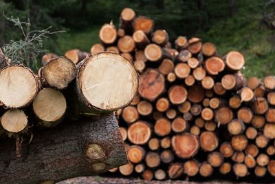 Stack of logs