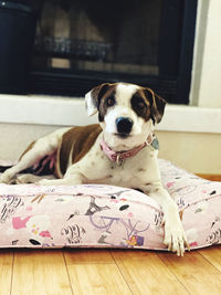 Portrait of dog lying on floor at home