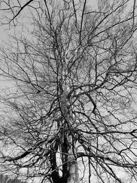 Low angle view of bare tree against sky