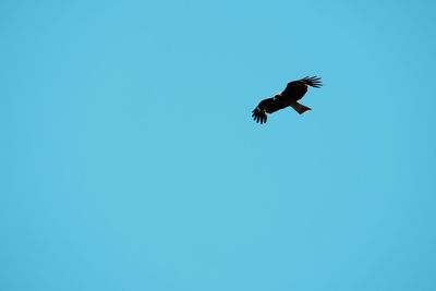 Low angle view of a bird flying