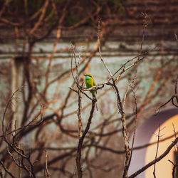 Bird perching on branch