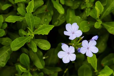 Close-up of purple flowering plants