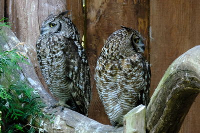 Close-up of birds perching on wood